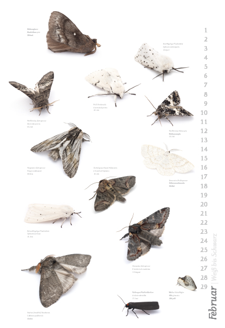 Weitere Ansicht: Das geheime Leben der Nachtfalter
