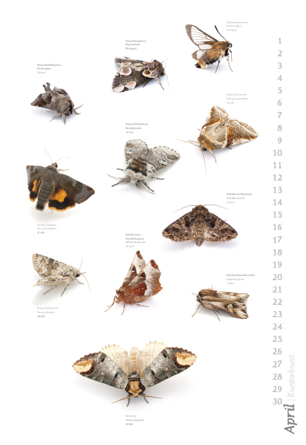 Weitere Ansicht: Das geheime Leben der Nachtfalter