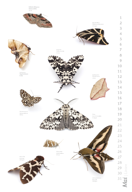 Weitere Ansicht: Das geheime Leben der Nachtfalter
