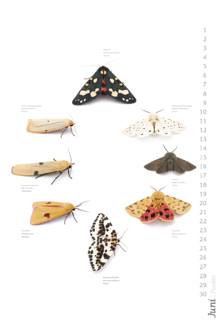 Weitere Ansicht: Das geheime Leben der Nachtfalter