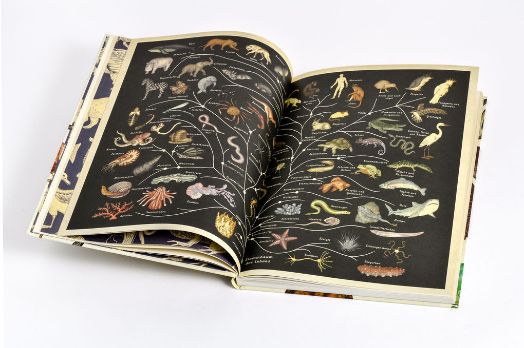 Weitere Ansicht: Das Museum der Tiere | Jenny Broom, Katie Scott