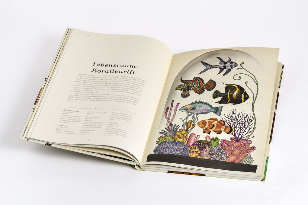 Weitere Ansicht: Das Museum der Tiere | Jenny Broom, Katie Scott