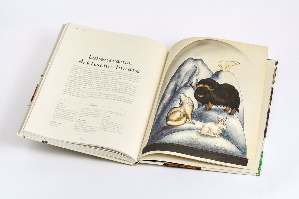 Weitere Ansicht: Das Museum der Tiere | Jenny Broom, Katie Scott