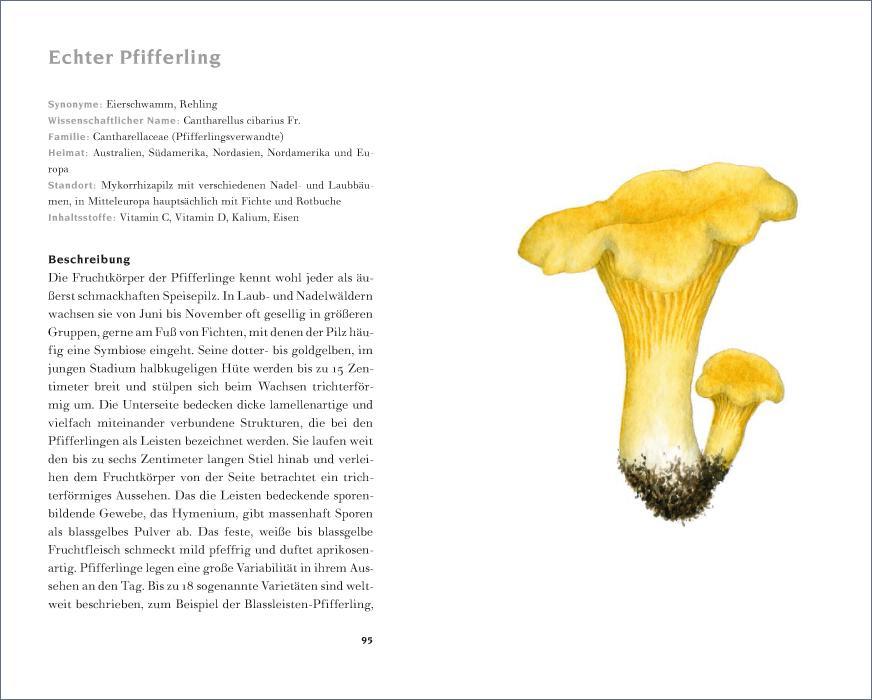 Weitere Ansicht: Das kleine Pilzbuch | Catrin Cohnen
