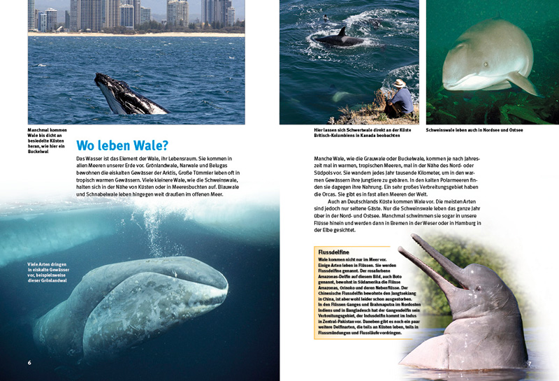 Weitere Ansicht: Entdecke die Wale | Thorsten Pickel