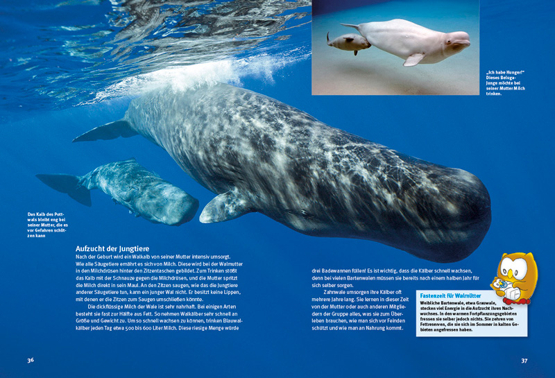 Weitere Ansicht: Entdecke die Wale | Thorsten Pickel