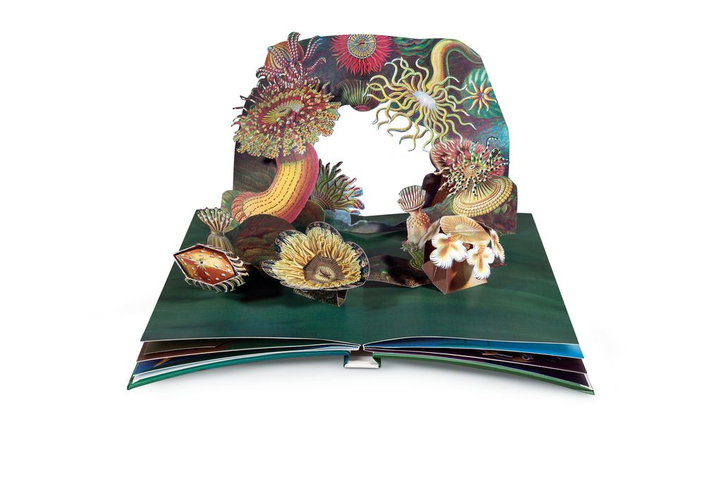 Weitere Ansicht: Wunderwesen aus der Tiefe. Ernst Haeckel | Maike Biederstädt, Ernst Haeckel