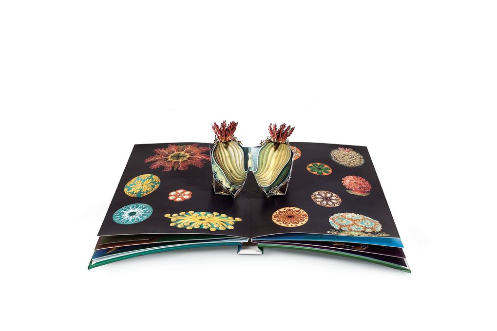 Weitere Ansicht: Wunderwesen aus der Tiefe. Ernst Haeckel | Maike Biederstädt, Ernst Haeckel