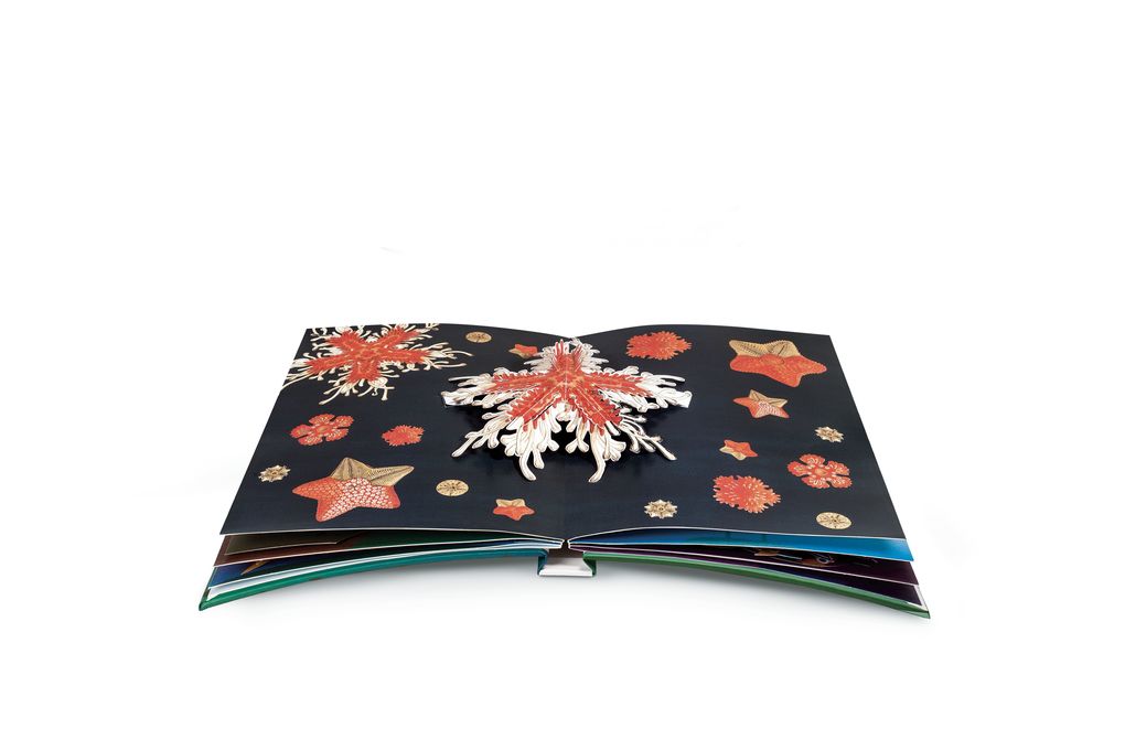 Weitere Ansicht: Wunderwesen aus der Tiefe. Ernst Haeckel | Maike Biederstädt, Ernst Haeckel