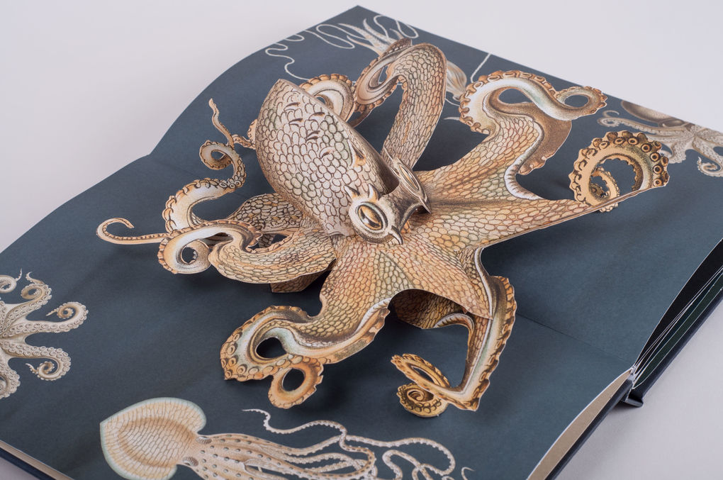 Weitere Ansicht: Wunderwesen aus der Tiefe. Ernst Haeckel | Maike Biederstädt, Ernst Haeckel