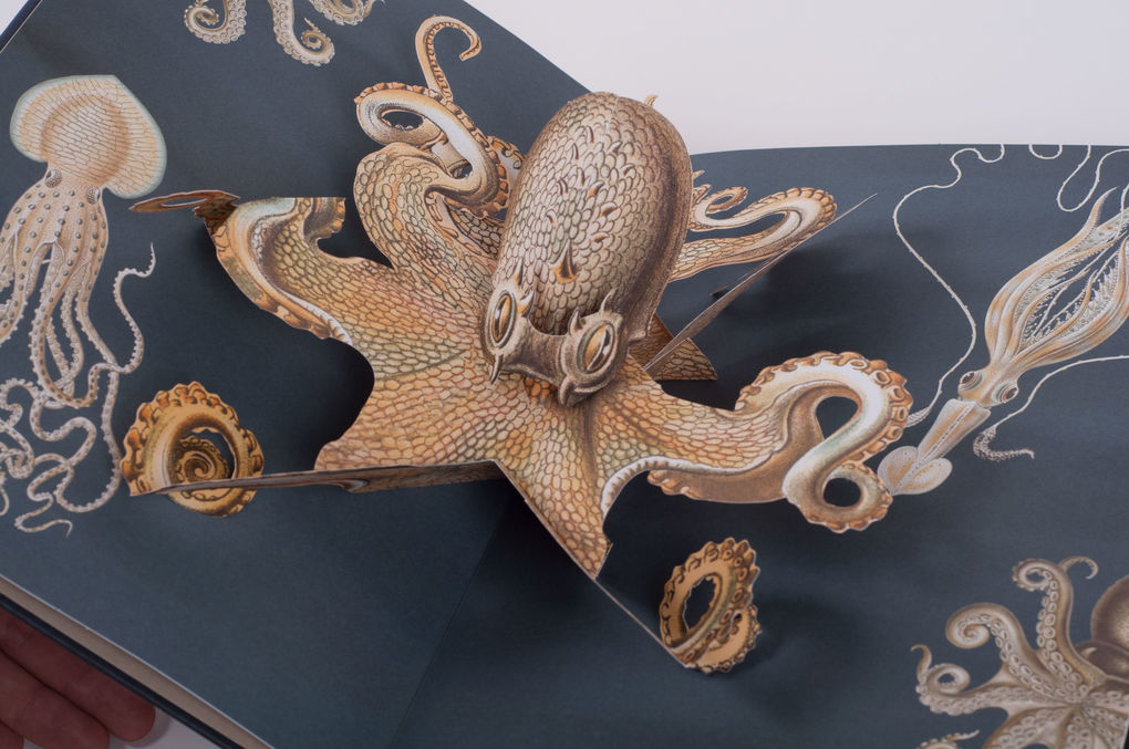 Weitere Ansicht: Wunderwesen aus der Tiefe. Ernst Haeckel | Maike Biederstädt, Ernst Haeckel