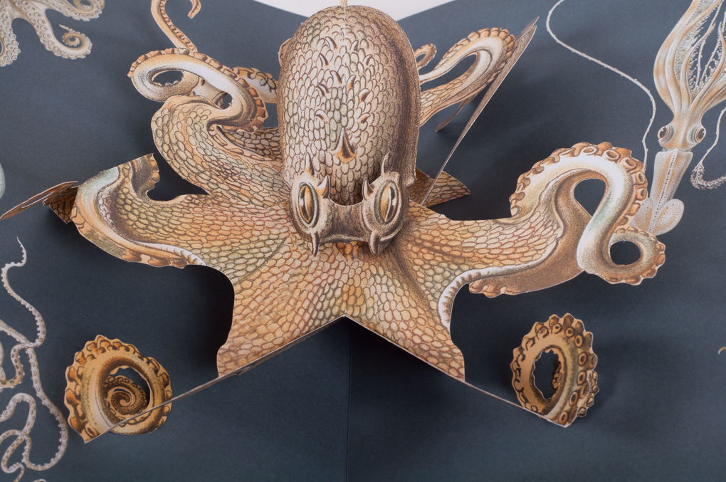 Weitere Ansicht: Wunderwesen aus der Tiefe. Ernst Haeckel | Maike Biederstädt, Ernst Haeckel