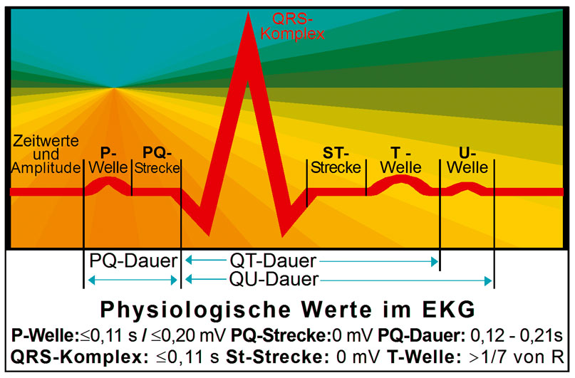 Weitere Ansicht: EKG Lineal professional II - 2015
