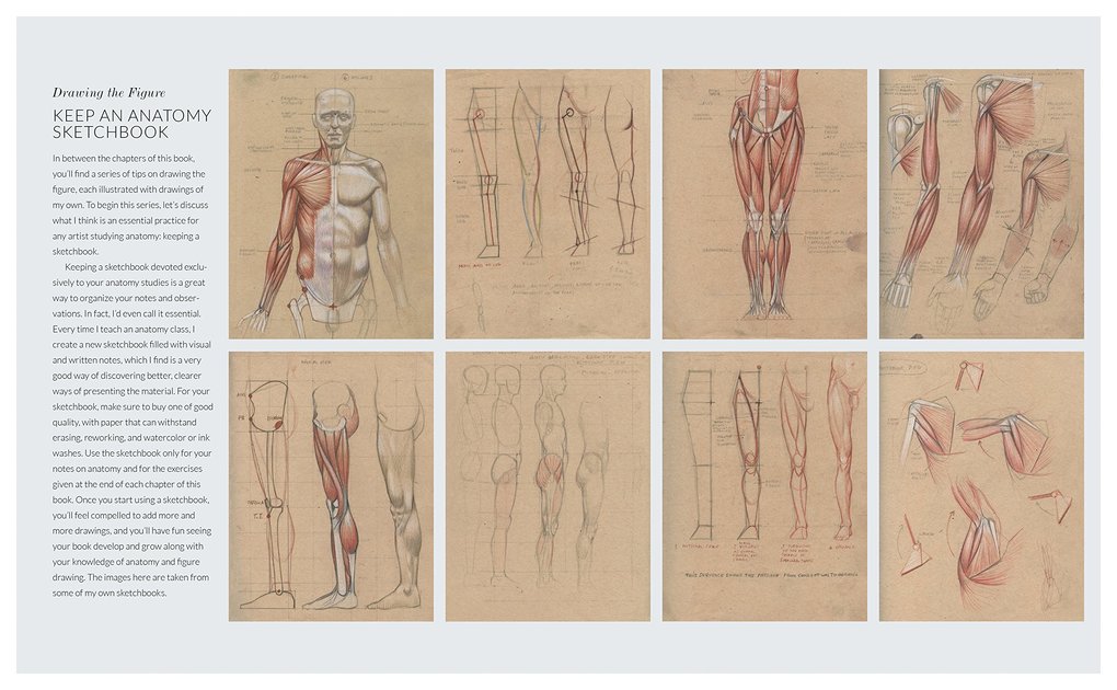 Weitere Ansicht: Basic Human Anatomy | Roberto Osti