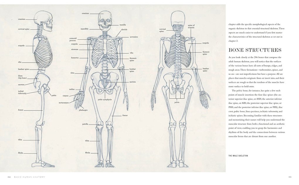 Weitere Ansicht: Basic Human Anatomy | Roberto Osti