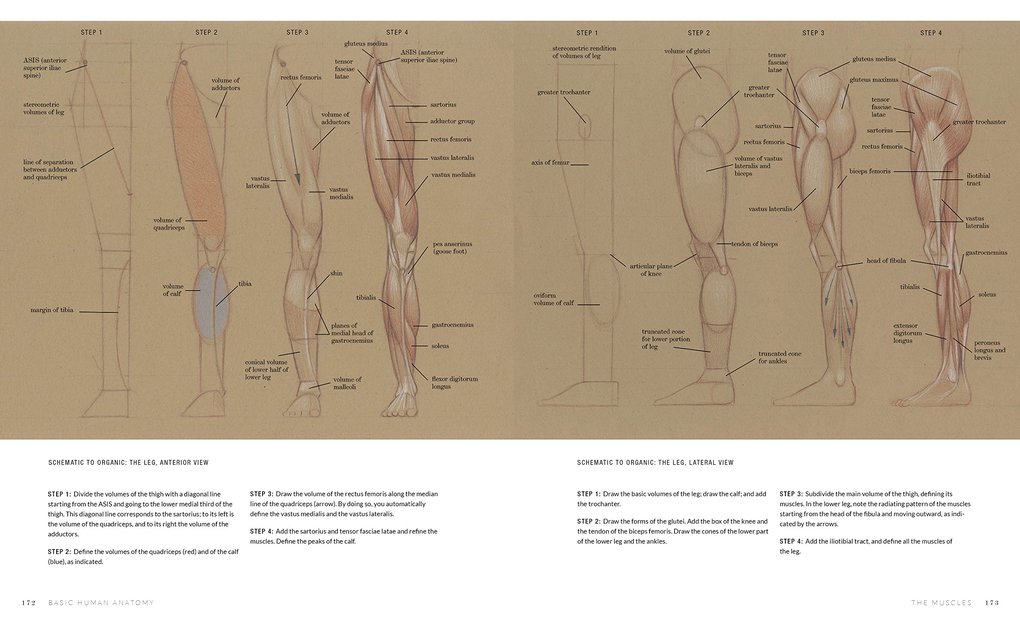 Weitere Ansicht: Basic Human Anatomy | Roberto Osti