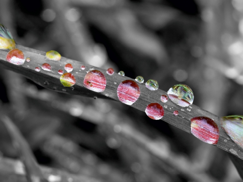 Weitere Ansicht: CALVENDO Puzzle Bunte Tropfen auf Gras, Colorkey | 1000 Teile Lege-Größe 64x48cm Foto-Puzzle für glückliche Stunden | Rolf Pötsch, Calvendo
