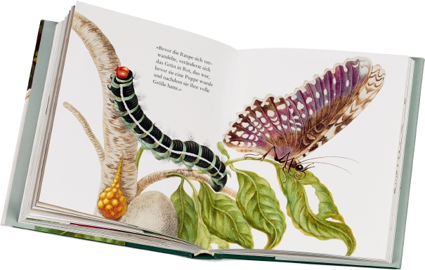 Weitere Ansicht: Maria Sibylla Merians Schmetterlinge | Kate Heard