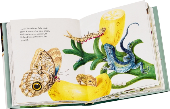 Weitere Ansicht: Maria Sibylla Merians Schmetterlinge | Kate Heard