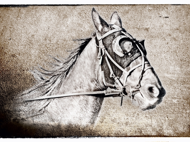 Weitere Ansicht: CALVENDO Puzzle Der Traber | 1000 Teile Lege-Größe 64x48cm Foto-Puzzle für glückliche Stunden | Calvendo