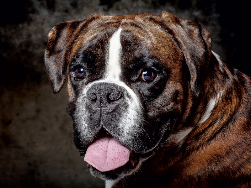 Weitere Ansicht: CALVENDO Puzzle Charakter Boxer | 1000 Teile Lege-Größe 64x48cm Foto-Puzzle für glückliche Stunden | Calvendo