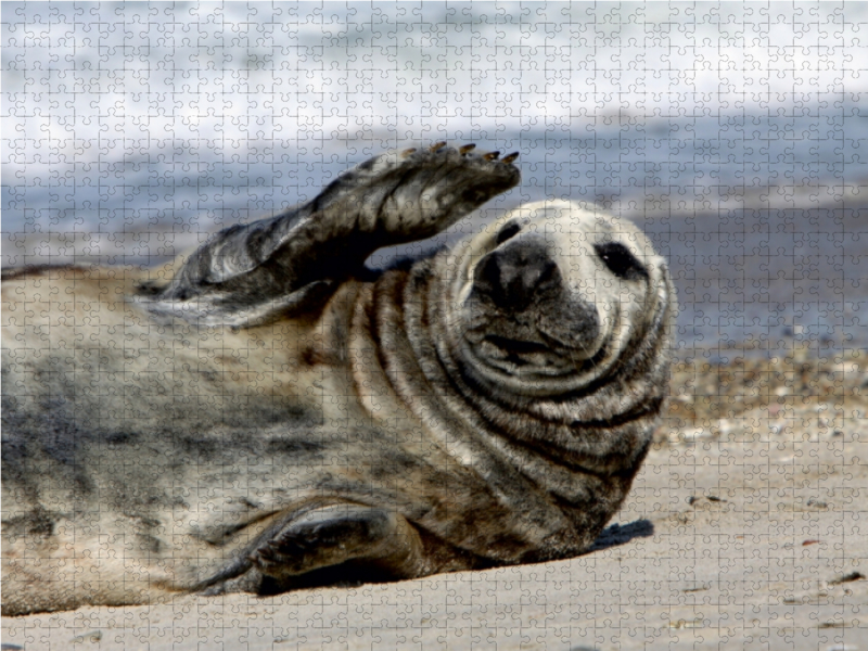 Weitere Ansicht: CALVENDO Puzzle Winkende Robbe | 1000 Teile Lege-Größe 64x48cm Foto-Puzzle für glückliche Stunden | Calvendo