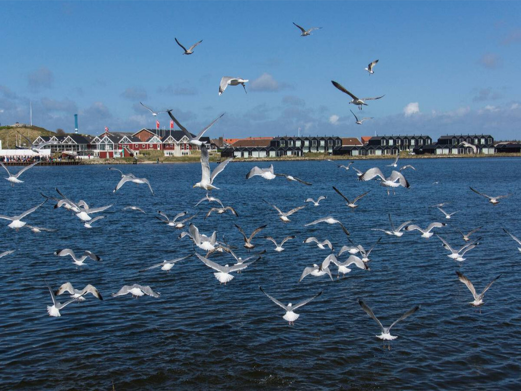 Weitere Ansicht: Hafen in Hvide Sande (Puzzle) | Beate Bussenius