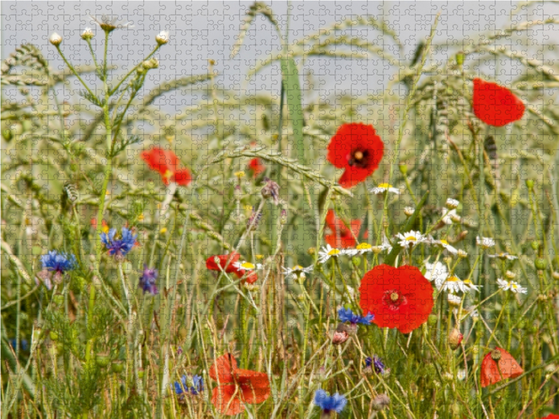 Weitere Ansicht: Biologische Landwirtschaft mit Mohnblumen (Puzzle) | Meike Bölts