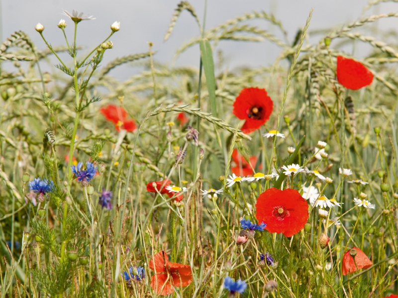 Weitere Ansicht: Biologische Landwirtschaft mit Mohnblumen (Puzzle) | Meike Bölts
