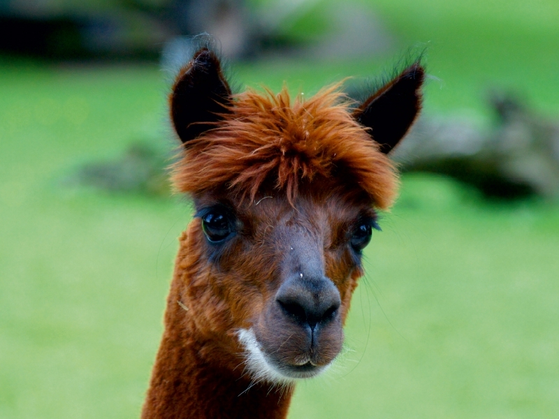 Weitere Ansicht: Braunes Alpaka (Puzzle) | Kattobello