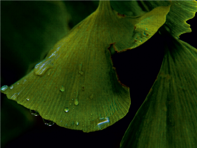 Weitere Ansicht: Ginkgo (Puzzle) | Anke Brehm