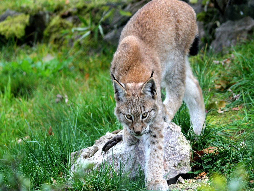 Weitere Ansicht: CALVENDO Puzzle Ein Motiv aus dem Kalender Der Luchs - Der Jäger auf leisen Pfoten | 1000 Teile Lege-Größe 64x48cm Foto-Puzzle für glückliche Stunden | Calvendo