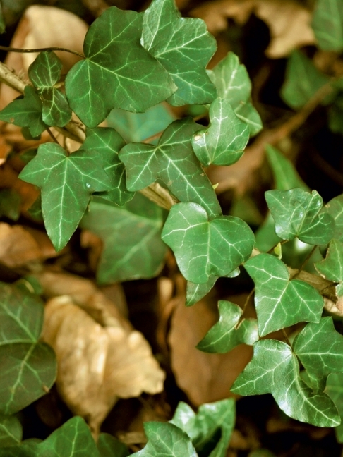 Weitere Ansicht: Efeuranke (Puzzle) | Claudia Burlager