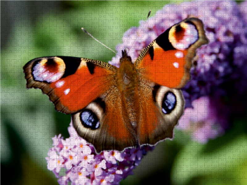 Weitere Ansicht: Unter vier Augen, 1000 Teile | Lilo Kapp