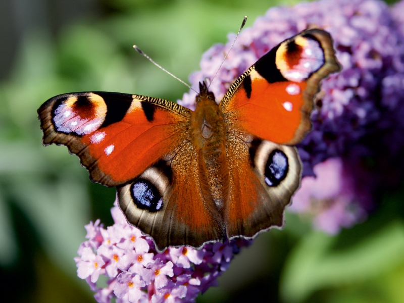 Weitere Ansicht: Unter vier Augen, 1000 Teile | Lilo Kapp