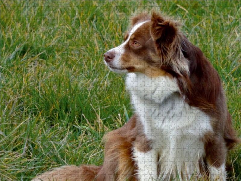 Weitere Ansicht: Miniatur Australian Shepherd (Puzzle) | Kattobello