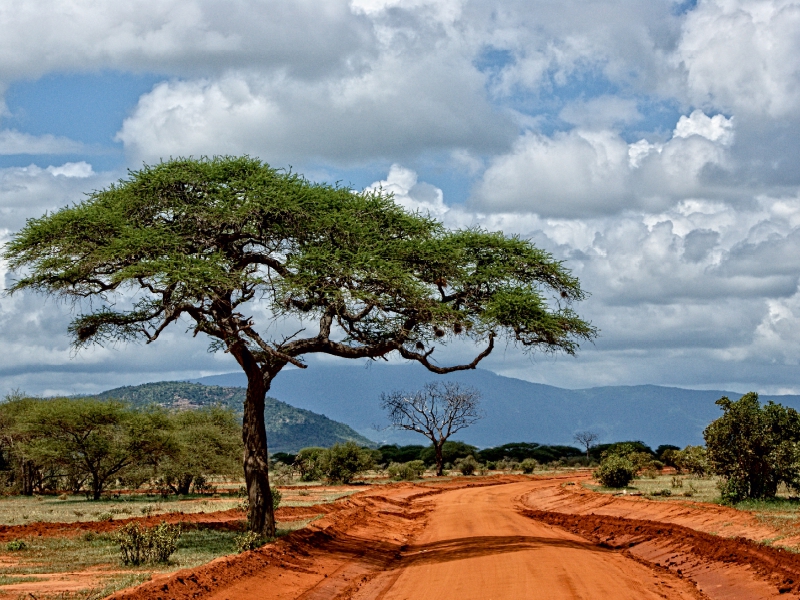 Weitere Ansicht: Tsavo Ost Nationalpark (Puzzle) | Susan Michel / CH