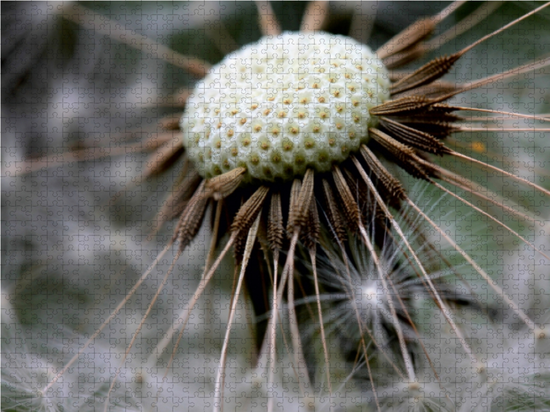 Weitere Ansicht: CALVENDO Puzzle Ein Motiv aus dem Kalender Der Löwenzahn-Terminplaner | 1000 Teile Lege-Größe 64x48cm Foto-Puzzle für glückliche Stunden | Calvendo
