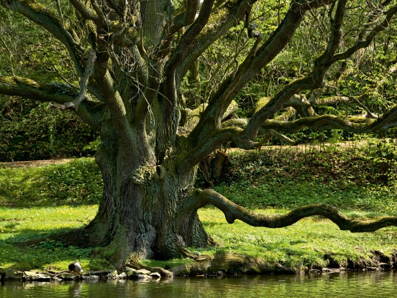 Weitere Ansicht: Eiche, Schloßpark Bückeburg (Puzzle) | Joachim Barig