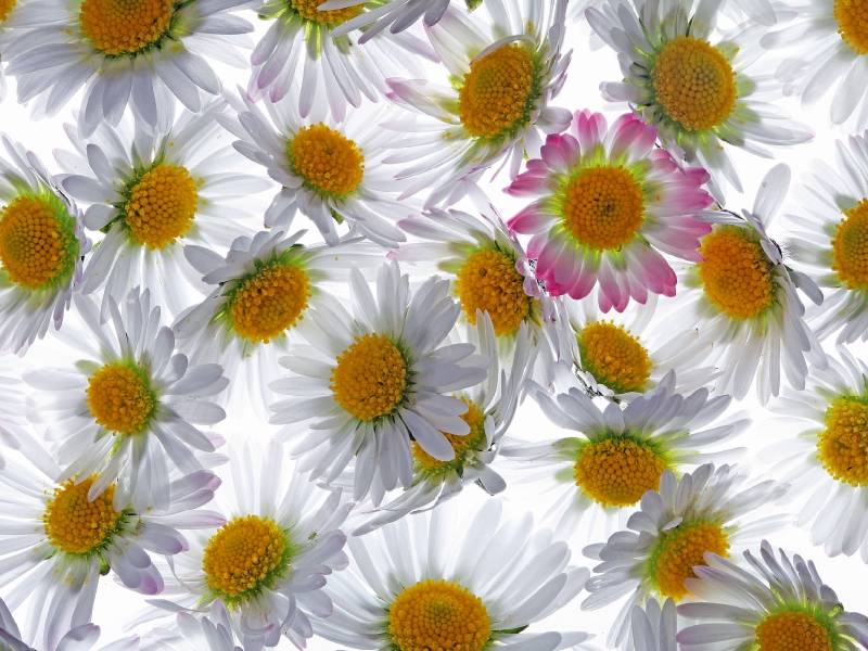 Weitere Ansicht: Gänseblümchen (Puzzle) | Klaus Eppele