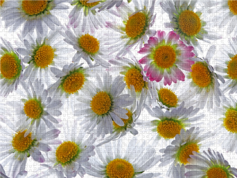 Weitere Ansicht: Gänseblümchen (Puzzle) | Klaus Eppele