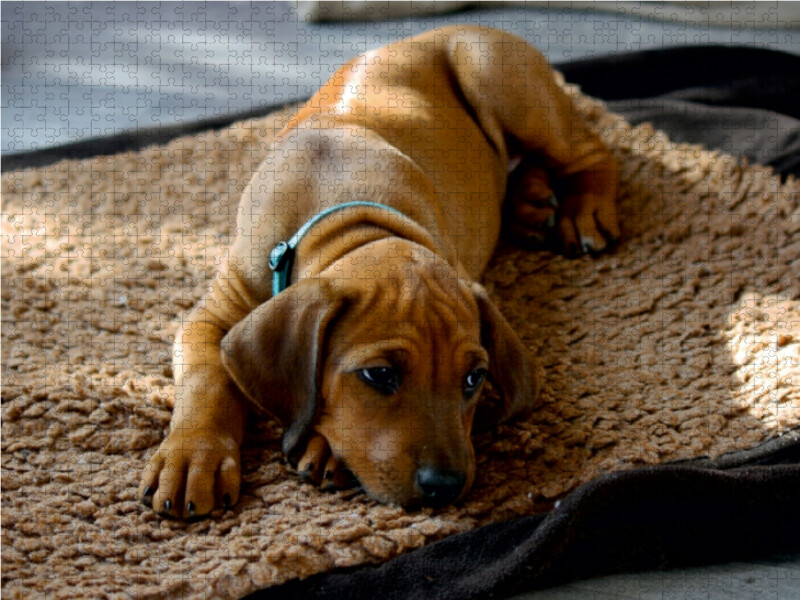 Weitere Ansicht: Rhodesian Ridgeback, afrikanischer Löwenhund Hündin, 1000 Teile | Dagmar Behrens