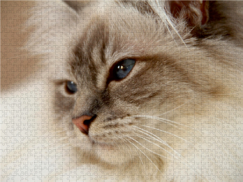 Weitere Ansicht: CALVENDO Puzzle Liprima's Emiliana, Ein Motiv aus dem Kalender Heilige Birma Katzen 2017 | 1000 Teile Lege-Größe 64x48cm Foto-Puzzle für glückliche Stunden | Calvendo