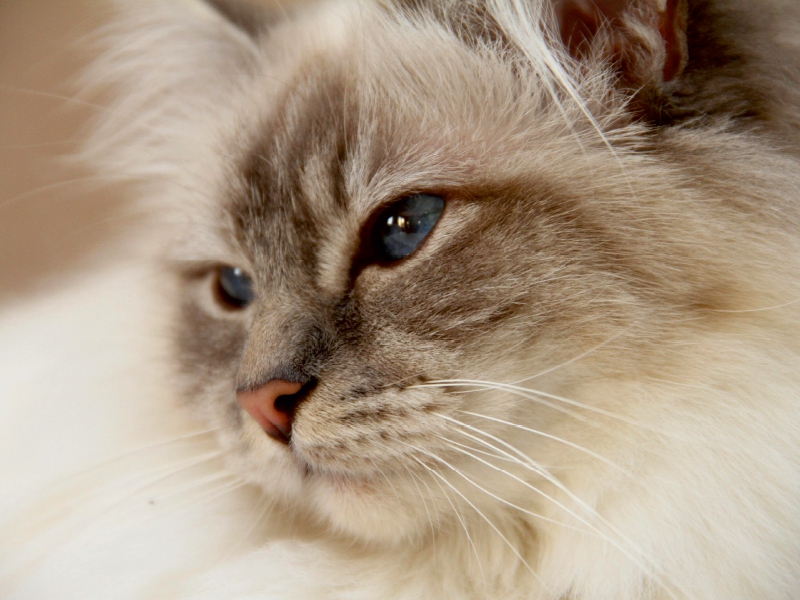 Weitere Ansicht: CALVENDO Puzzle Liprima's Emiliana, Ein Motiv aus dem Kalender Heilige Birma Katzen 2017 | 1000 Teile Lege-Größe 64x48cm Foto-Puzzle für glückliche Stunden | Calvendo