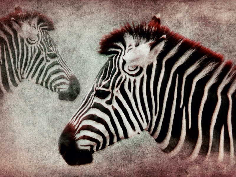 Weitere Ansicht: Zebra (Puzzle) | Angela Dölling