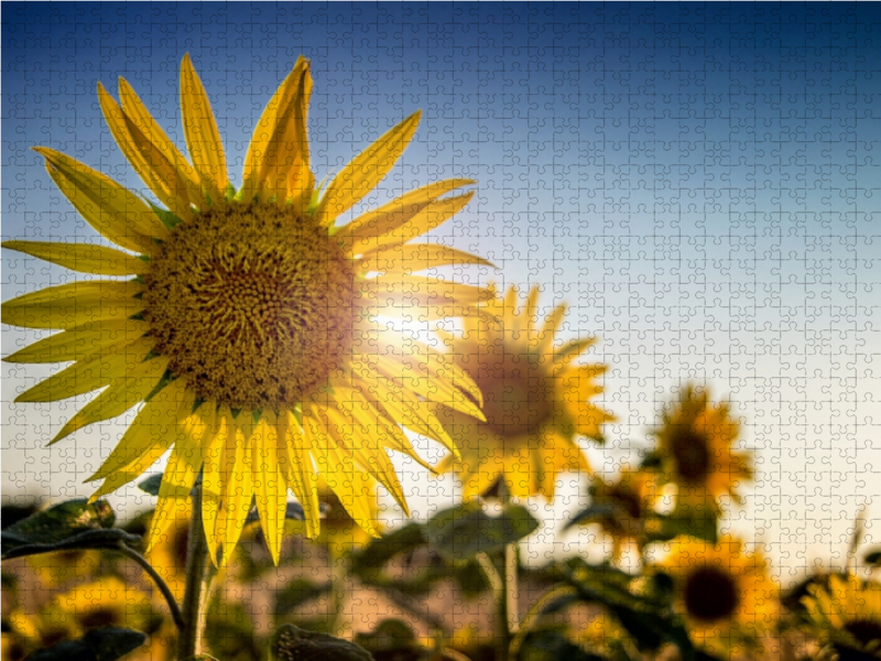 Weitere Ansicht: Sonnenblumen (Puzzle) | Monika Felber