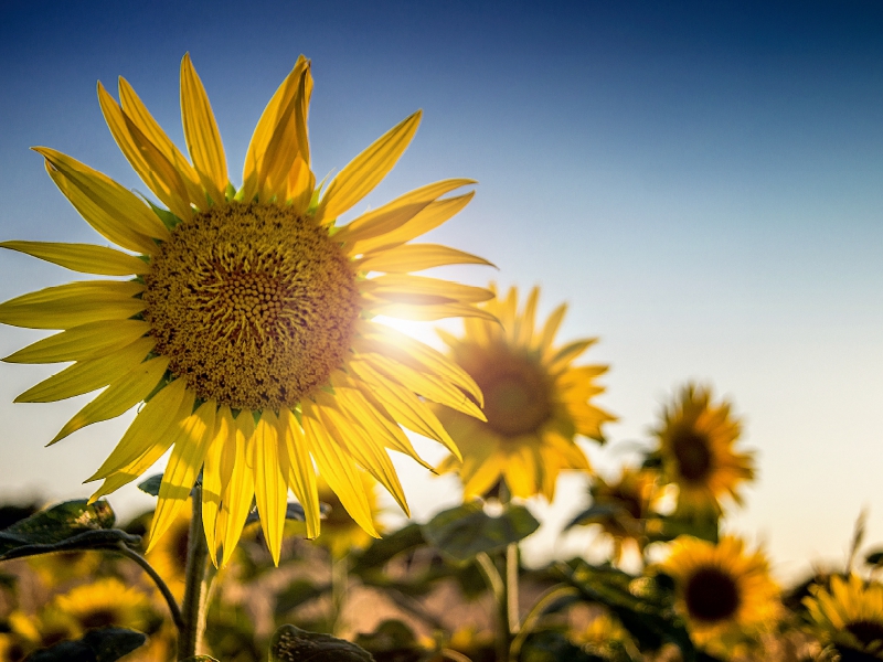 Weitere Ansicht: Sonnenblumen (Puzzle) | Monika Felber