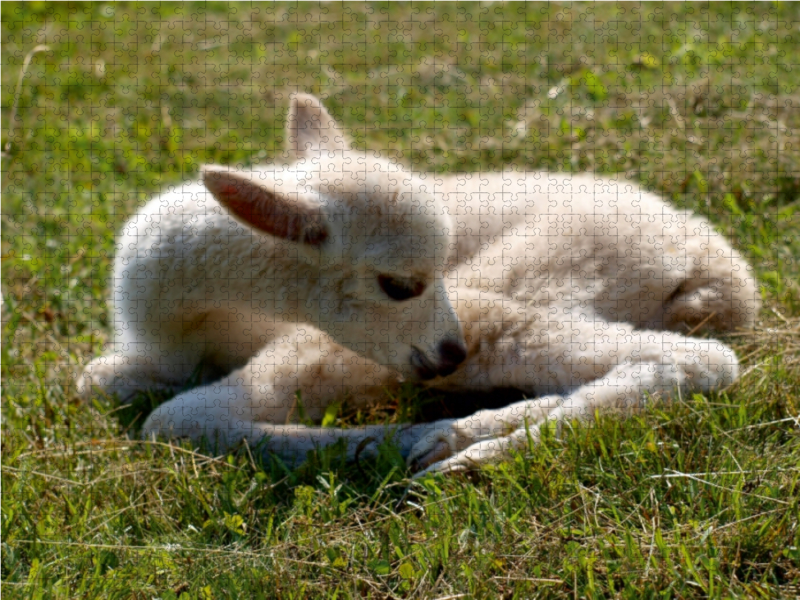 Weitere Ansicht: Neugeborenes Alpaka, 1000 Teile | Heidi Rentschler