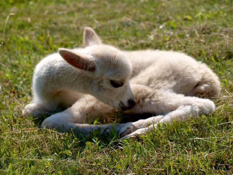 Weitere Ansicht: Neugeborenes Alpaka, 1000 Teile | Heidi Rentschler
