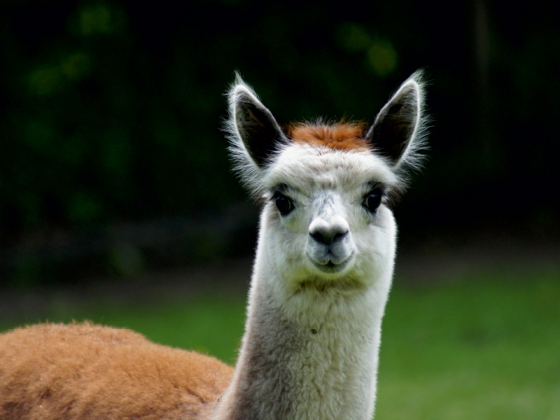 Weitere Ansicht: Alpaka Lächeln (Puzzle) | Kattobello